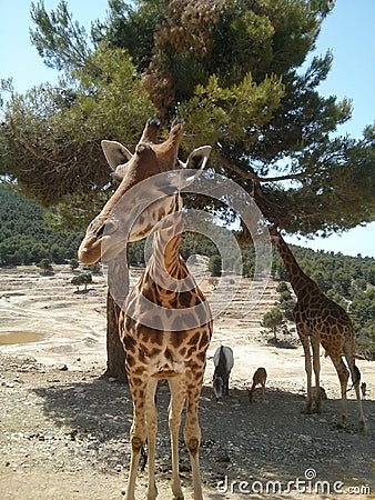 Nice, big, funny giraffe in the safari park. Stock Photo
