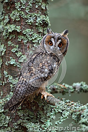 Nice bird Long-eared Owl sitting on the branch in the fallen larch forest during autumn Stock Photo