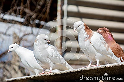 The bird sits on the roof of the nest. Several pigeons on the roof. Beautiful birds Stock Photo