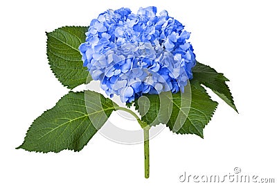 Nice blue hydrangea Stock Photo