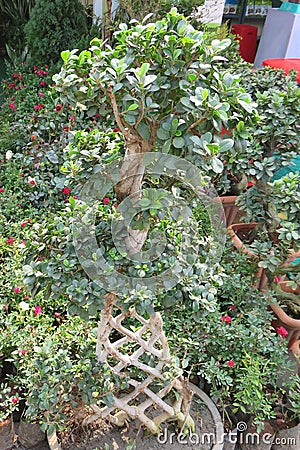 Nice Bonsai Tree image, small trees that mimic the shape and scale of full size trees, similar. Stock Photo