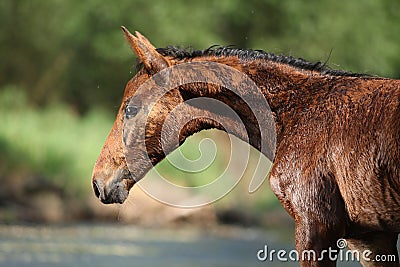 Nice brown foal first time in the wather Stock Photo