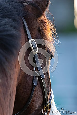 A nice Brown Horse Stock Photo