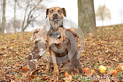 Louisiana Catahoula dog scared of parenting Stock Photo