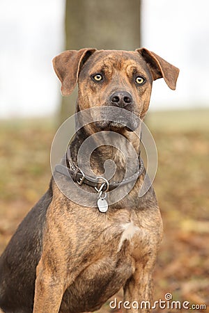 Louisiana Catahoula dog in Autumn Stock Photo