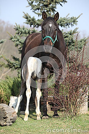 Nice brown mare with its piebald foal Stock Photo