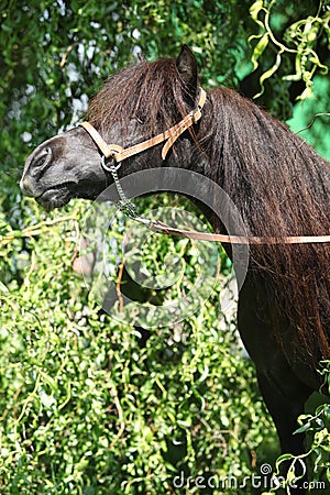 Nice brown pony with long mane Stock Photo