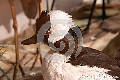 a nice Buffalo duck with white and black head Stock Photo