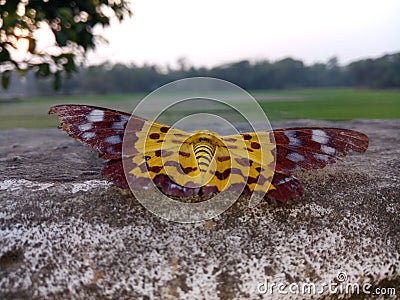 nice butterfly Stock Photo