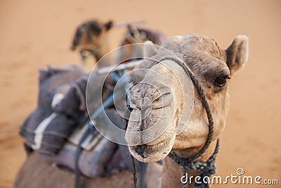 Nice Camel Stock Photo