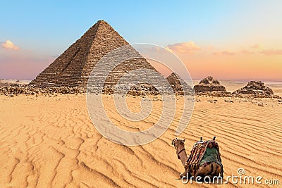 Nice camel resting near the Pyramid of Menkaure in Giza, Egypt Stock Photo