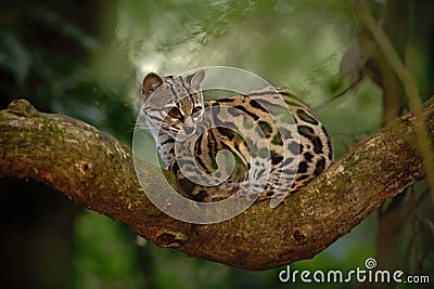 Nice cat margay sitiing on the branch in the costarican tropical forest Stock Photo