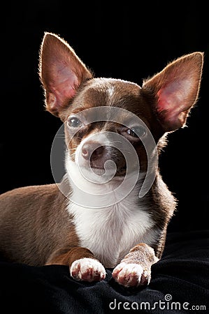 Nice chocolate brown with white Chihuahua dog Stock Photo
