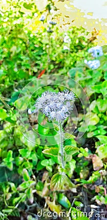 Beautiful flower Stock Photo