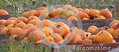 Pumpkin Harvest in the Okanagan Stock Photo