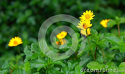 Creeping daisy and bee Stock Photo