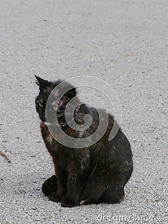 A nice colorful black cat Stock Photo