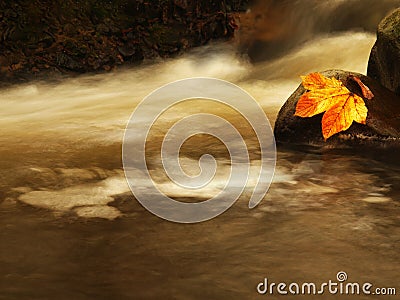 Nice colorful broken maple leaf on basalt stone in blurred water of mountain stream cascade. Stock Photo