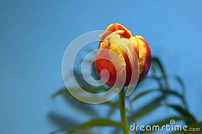 The nice colorful red flower close up on a palm leaf Stock Photo