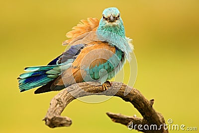 Nice colour light blue bird European Roller sitting on the branch with open bill, blurred yellow background Stock Photo