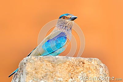 Nice colour light blue bird Indian Roller sitting on the stone with orange background. Birdwatching in Asia. Beautiful colour bir Stock Photo