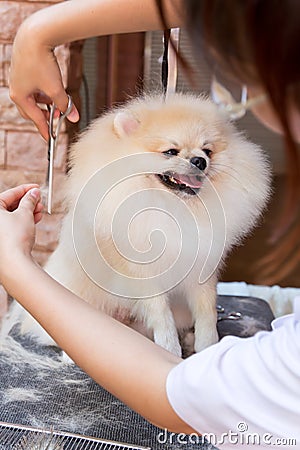 Nice cream pomeranian Stock Photo