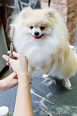 Nice cream pomeranian Stock Photo