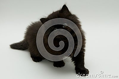 Nice cute black british kitten Stock Photo