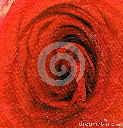 Nice decorative rose Stock Photo