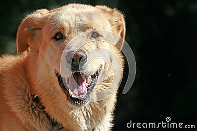 Nice dog Stock Photo