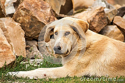 Nice dog resting Stock Photo