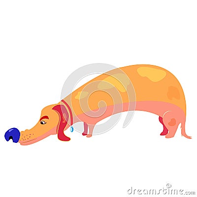 Nice dog sniffing something, cartoon style long dog like a dachshund with red collar. Isolated on white. vector Vector Illustration