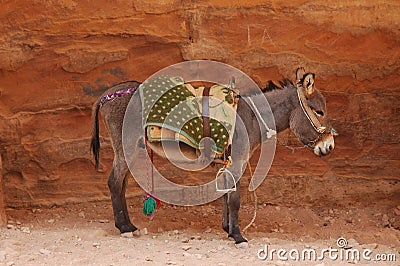 Nice donkey Stock Photo