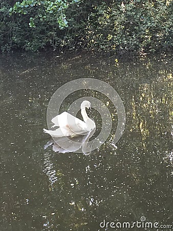 Nice duck Stock Photo