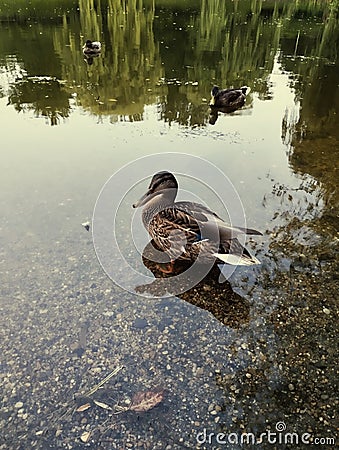 Nice duck on the lake with reflection Stock Photo