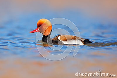 Nice duck with rusty head in blue water. Evening sun in the lake, France. Beautiful bird in the river surface. Wildlife nature. Re Stock Photo