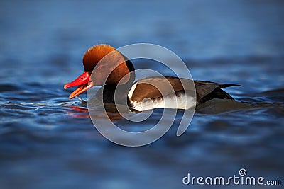 Nice duck with rusty head Red-crested Pochard, Netta rufina, floating on dark water surface Stock Photo