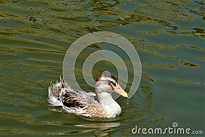 Nice duck swimming in the lake Stock Photo