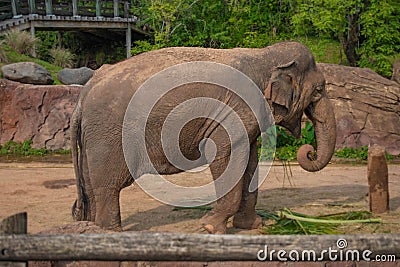 Nice Elephant eating a palm leaf at Busch Gardens 1 Editorial Stock Photo