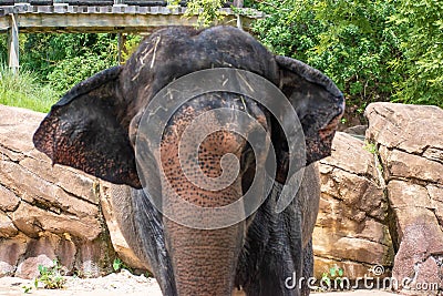Nice elephant moving ears 1 Editorial Stock Photo