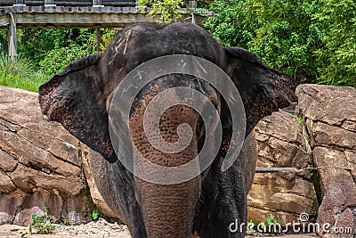 Nice elephant moving ears 2 Editorial Stock Photo