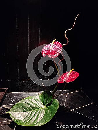 nice flower red anthurium Stock Photo
