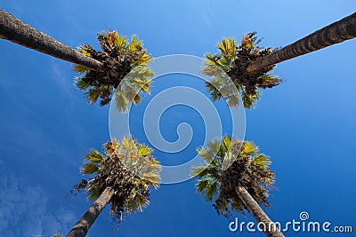 Nice four palm trees in the blue sky. Stock Photo