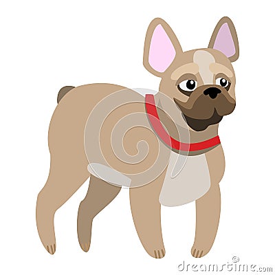 Nice French Bulldog Stock Photo