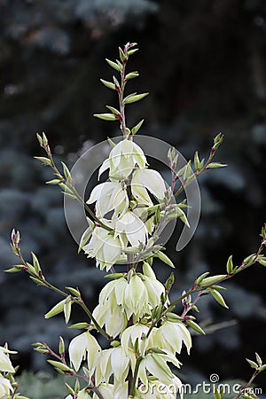 Nice fresh white yucca bloom Stock Photo