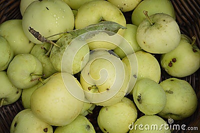 Nice fresh yellow-green summer apples piled Stock Photo