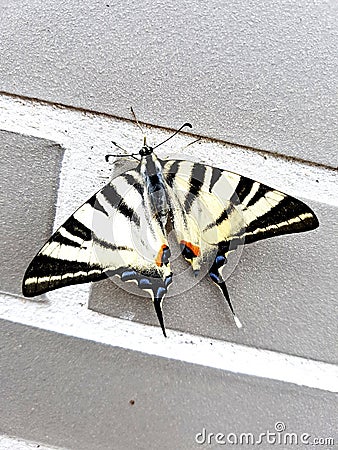 Nice friendly and loved Butterfly Stock Photo