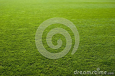 Nice Green Grass Texture Stock Photo