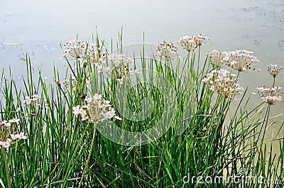 Nice green grass with white flowers near the lake water. Stock Photo