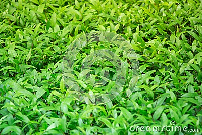 A nice green shrub in well landscaped garden brings peace and a good change to sit down for some spiritual reflection and fresh ai Stock Photo